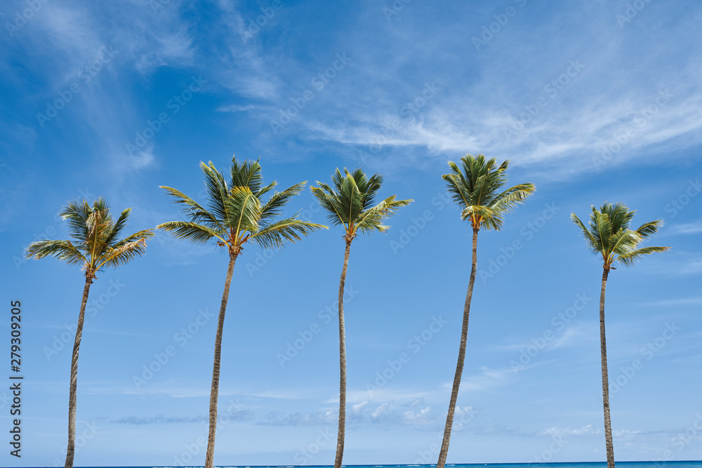 Fototapeta premium palms on a beach