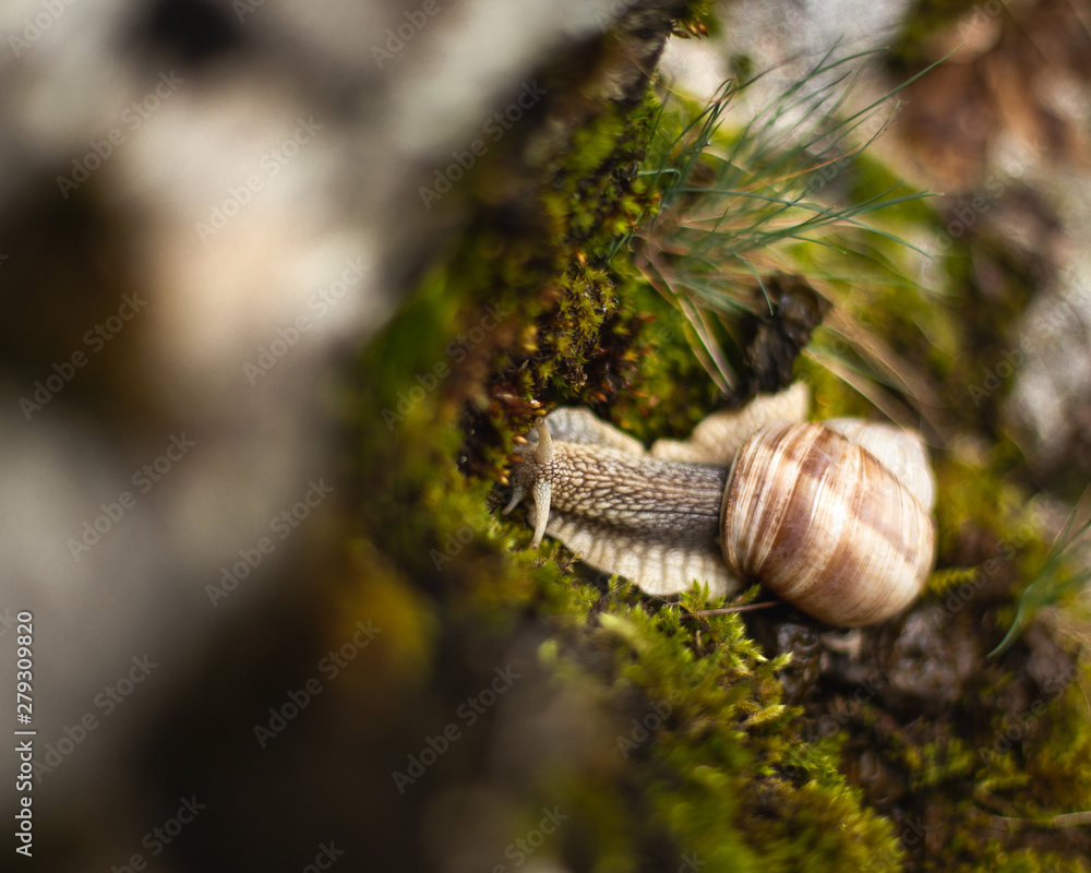 Helix pomatia, common names the Roman snail, Burgundy snail, edible snail or escargot Helix pomatia, common names the Roman snail, Burgundy snail, edible snail or escargot