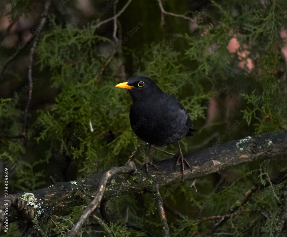 The common blackbird (Turdus merula) is a species of true thrush. It is also called Eurasian blackbird (especially in North America, to distinguish it from the unrelated New World blackbirds) The common blackbird (Turdus merula) is a species of true thrush. It is also called Eurasian blackbird (especially in North America, to distinguish it from the unrelated New World blackbirds)