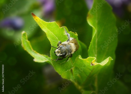 Grey bee sitting on a green leaf close-up