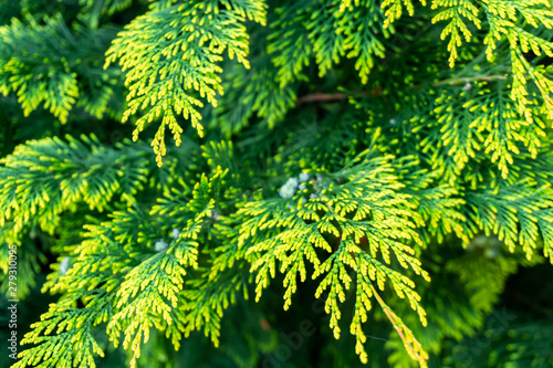 Coniferous plant brunch close up. Nature concept and wallpaper.