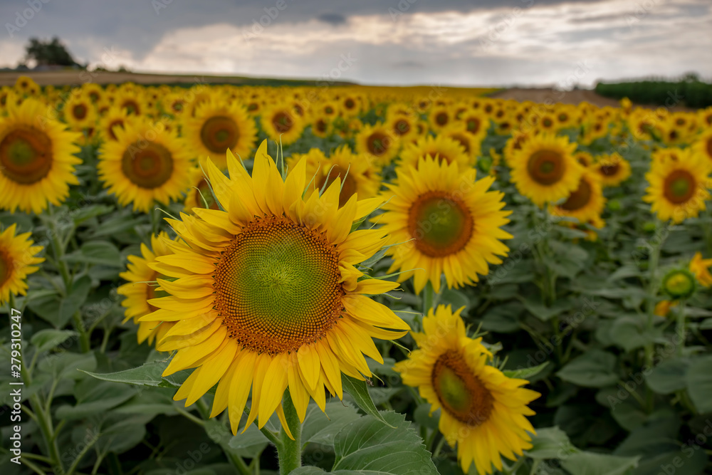 sunflower field flower sky yellow summer agriculture 