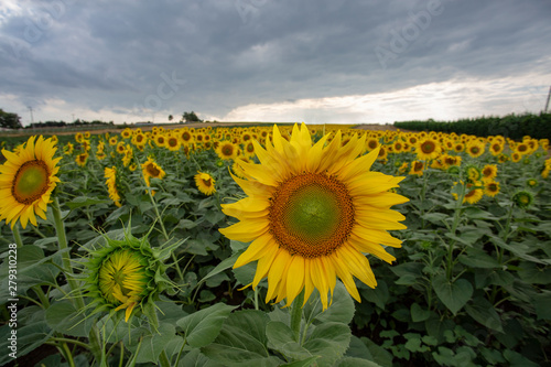 sunflower field flower sky yellow summer agriculture 