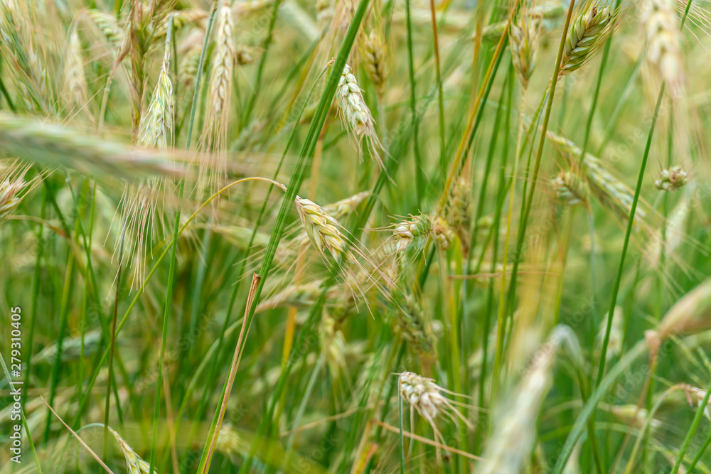 Beautiful, summer ears of rye in a field in Poland. Nature concept, wallpaper and grain, rye texture. Beautiful, summer ears of rye in a field in Poland. Nature concept, wallpaper and grain, rye texture.