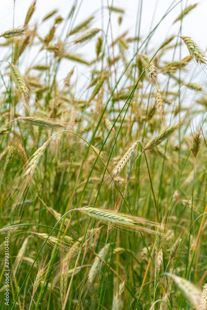 Beautiful, summer ears of rye in a field in Poland. Nature concept, wallpaper and grain, rye texture. Beautiful, summer ears of rye in a field in Poland. Nature concept, wallpaper and grain, rye texture.