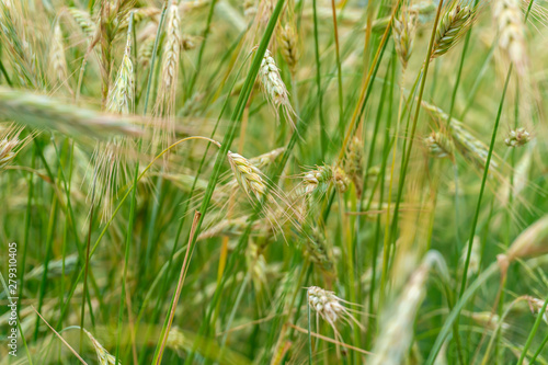 Beautiful, summer ears of rye in a field in Poland. Nature concept, wallpaper and grain, rye texture.