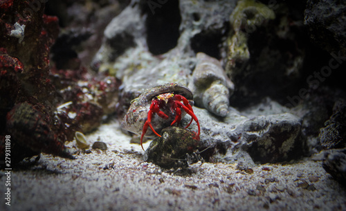 Fotografia, Obraz Hermit crab red color in shell at bottom of sea