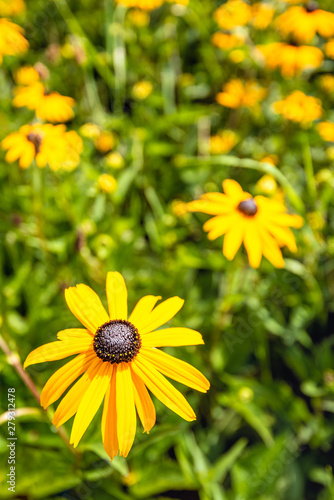 Black-eyed Susan