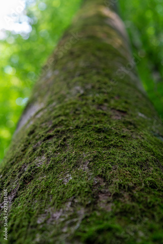 Macroaufnahme Baum