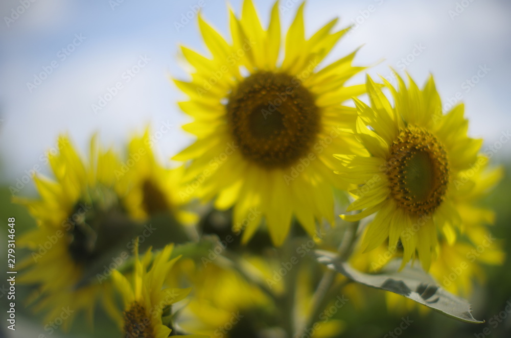 sunflower field of sunflowers