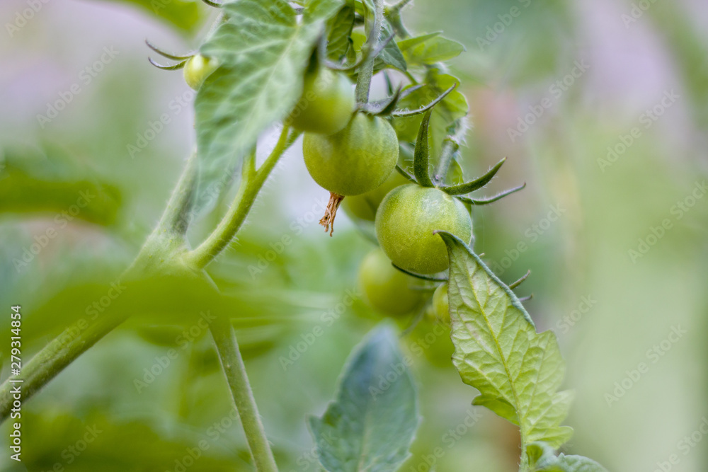 Fototapeta premium green cherry tomatoes growing
