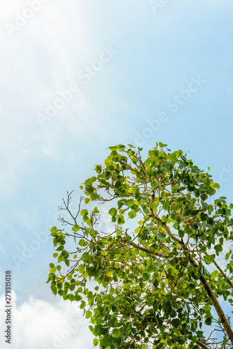 Looking up to the top of the Bodhi tree on the clear sky with a copy space.