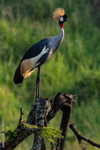 Kronenkranich (Balearica pavonina), auch Schwarzhals-Kronenkranich, Pfauenkranich oder Dunkler Kronenkranich