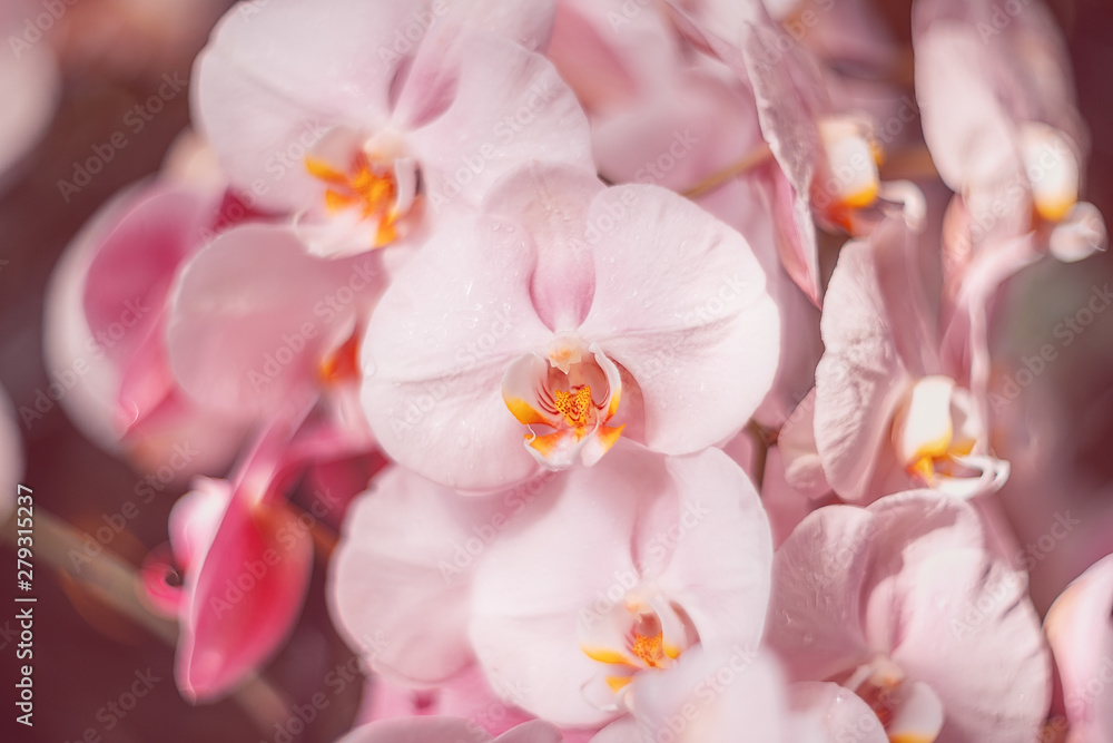 Gentle pink flowers. Orchids