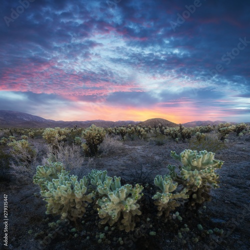 Cholla Cactus Garden in Joshua Tree National Park at sunset. In this national park the Mojave desert and the Colorado desert ecosystems come together. California, USA