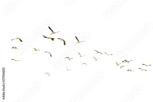Flying birds.Motion of flying birds isolated on white background. 