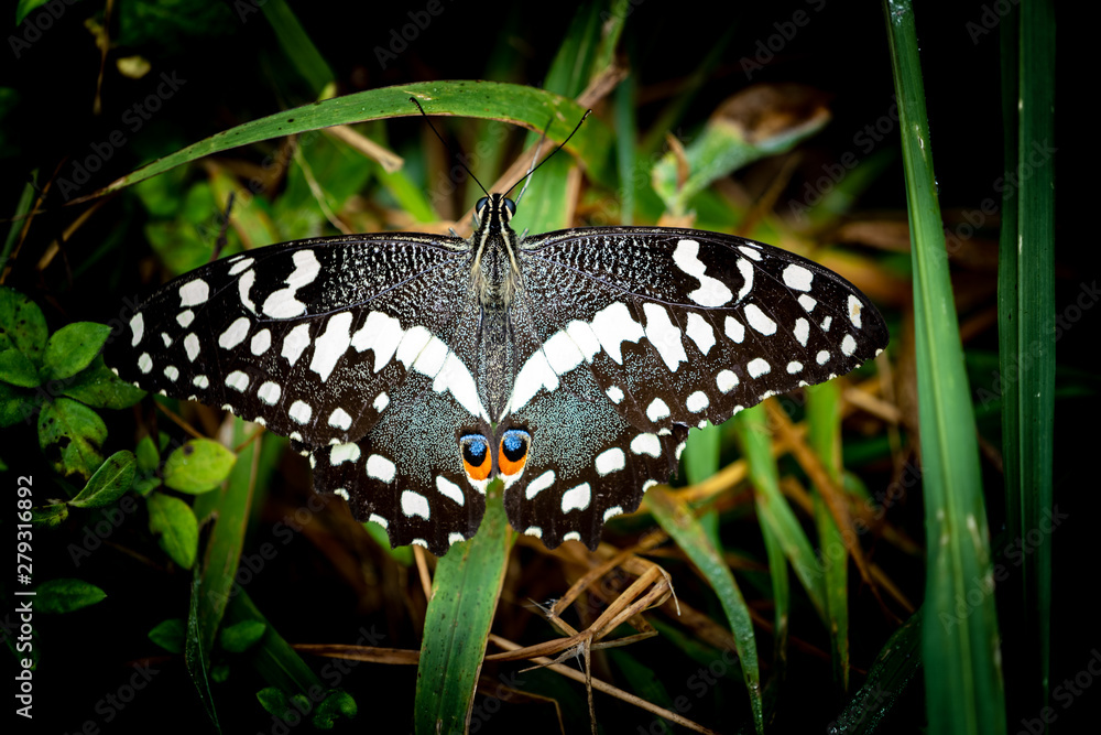 Schmetterling