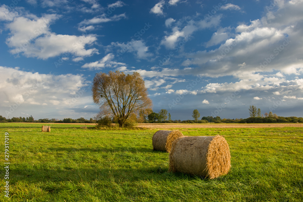 Round hay bales in the meadow, tree and clouds in the sky