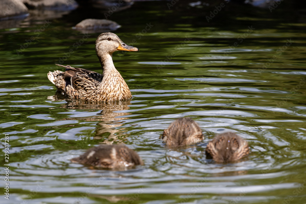 Duck with ducklings in a pond in natural habitat. Brood of growing up ducklings in summer and adult mother duck