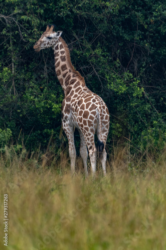  Giraffen  Giraffa 