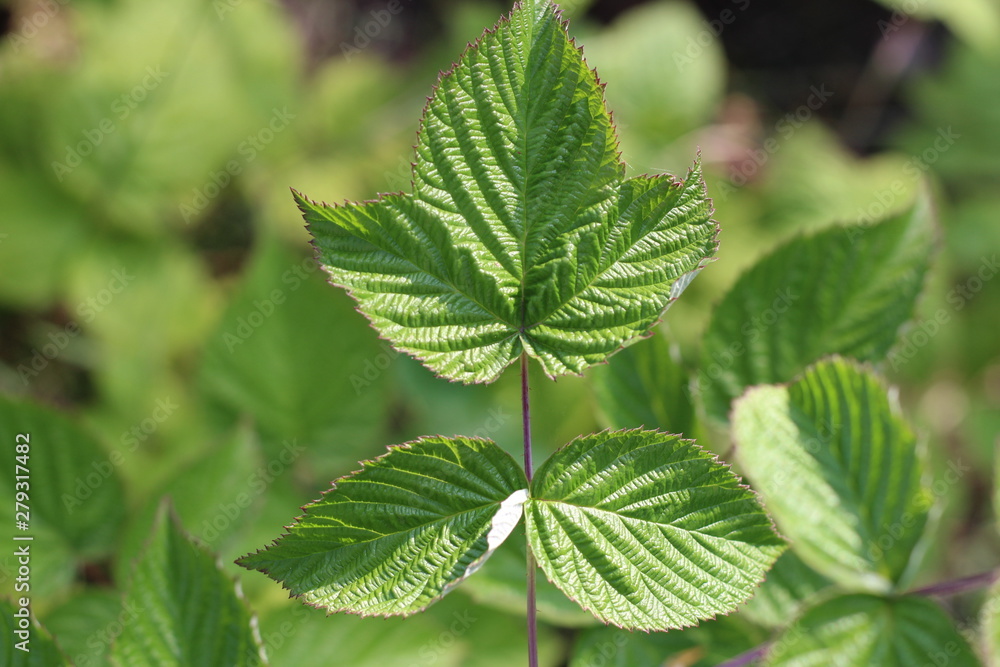 Beautiful green leaves on raspberries in nature Beautiful green leaves on raspberries in nature