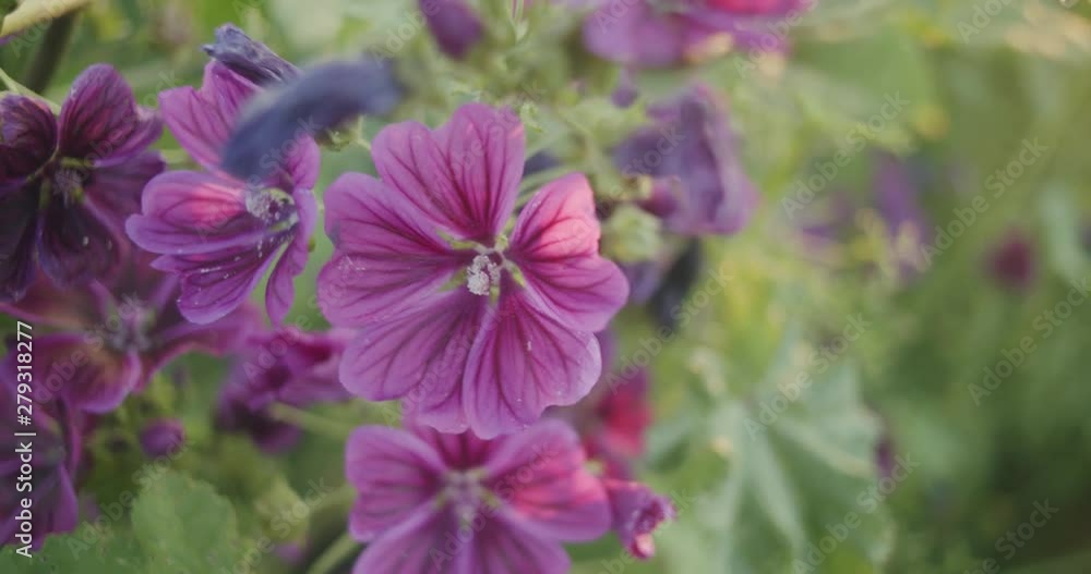 Beautiful violet flowers swaying gently in the wind at the side of a field. Beautiful violet flowers swaying gently in the wind at the side of a field.