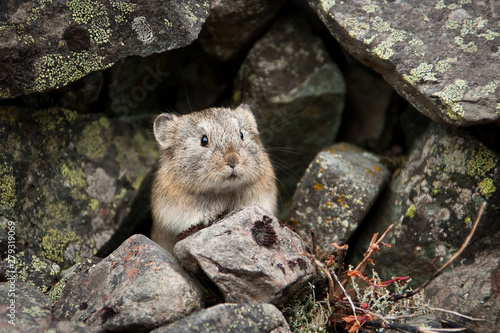 Northern pika (Ochotona hyperborea). Pika among the stones covered with lichen. A small, curious animal looks out from cover. Wildlife of the Arctic. Nature and animals of Chukotka. Siberia, Russia. photo