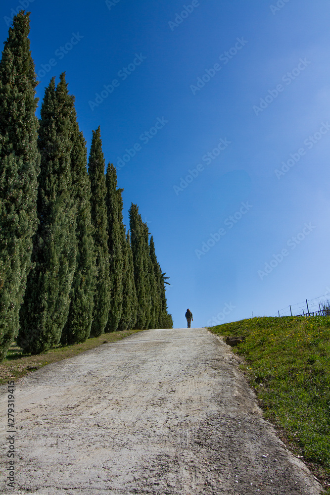 Country life: walk on avenues of cypresses