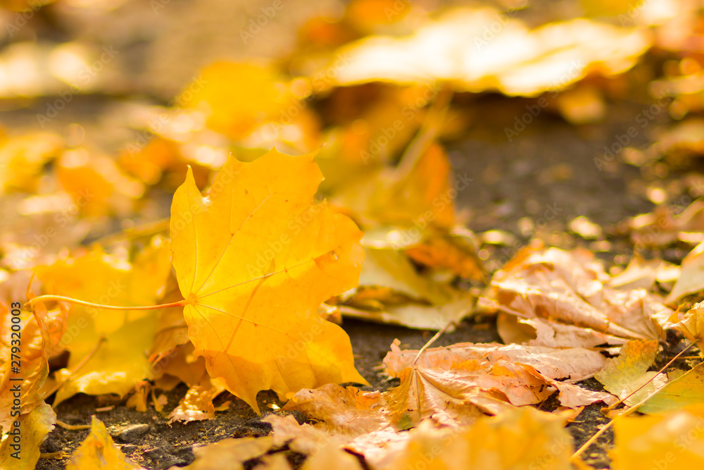 Yellow leaves on the ground. Autumn pattern with fallen leaves. Golden leaves in autumn park. Autumn loneliness. Blurred background Yellow leaves on the ground. Autumn pattern with fallen leaves. Golden leaves in autumn park. Autumn loneliness. Blurred background