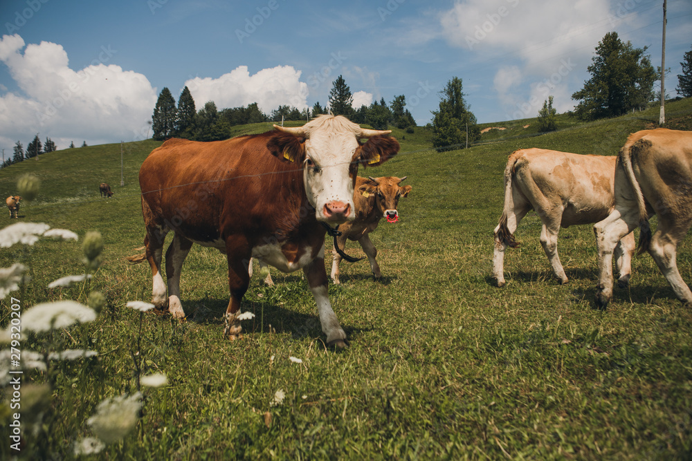 Cows on the field with blue and green background. Cows on the field with blue and green background.