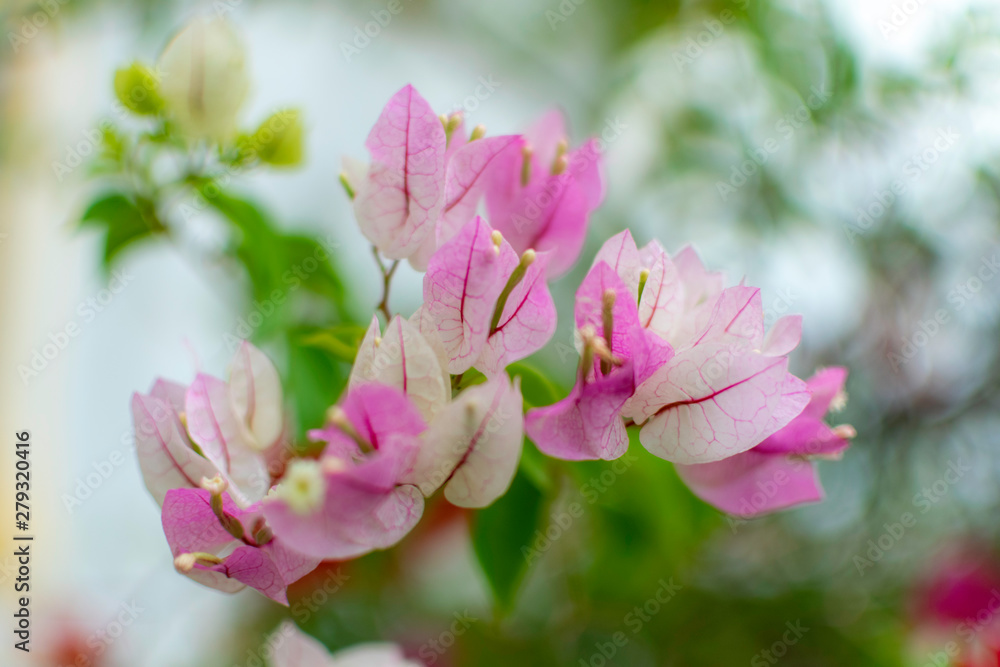 Purple bougainvillea flowers in the garden Purple bougainvillea flowers in the garden