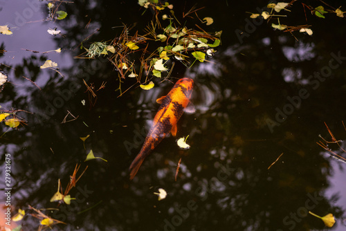 Ginkgo leaf on water and Japanese koi fish in a pond.