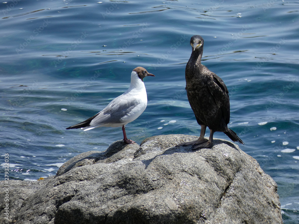 Obraz premium Pájaro de vida marina que viven básicamente de la pesca, encima de una roca esperando una presa para pescarla. Corbalán relajado a la espera de la hora de la pesca