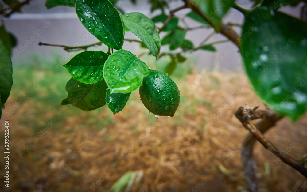 Green fresh lemon after the rain Green fresh lemon after the rain