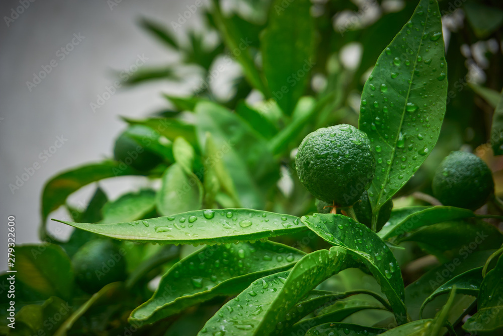Green and fresh tangerine-mandarin with leaves Green and fresh tangerine-mandarin with leaves