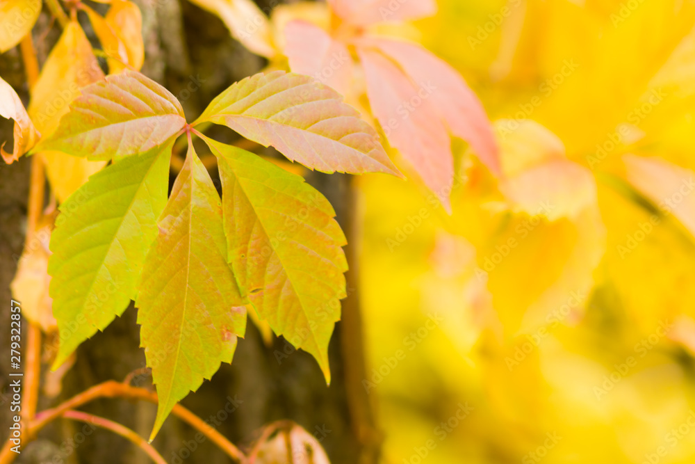 Colorful leaves of wild grapes on a blurred background. Autumn colored leaves in the sun. Background of yellow leaves. Copy space Colorful leaves of wild grapes on a blurred background. Autumn colored leaves in the sun. Background of yellow leaves. Copy space