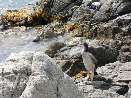 Pájaro de vida marina que viven básicamente de la pesca, encima de una roca esperando una presa para pescarla. Corbalán relajado a la espera de la hora de la pesca
