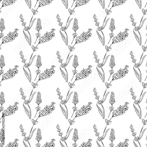 lavender natural hand drawn pattern white and black illustration. Herbal botanical  decoration background