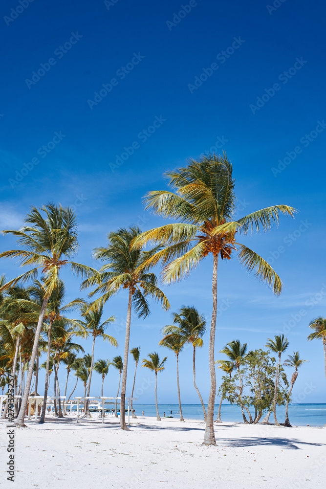 palm tree on the beach palm tree on the beach