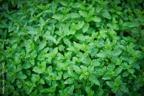 Fresh, organic green mint