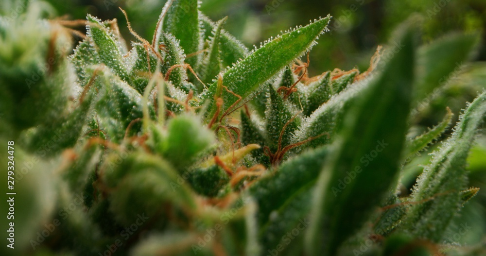 Macro of ecological and biological hemp plant used for herbal alternative medicines and cbd oil production. Macro of ecological and biological hemp plant used for herbal alternative medicines and cbd oil production.