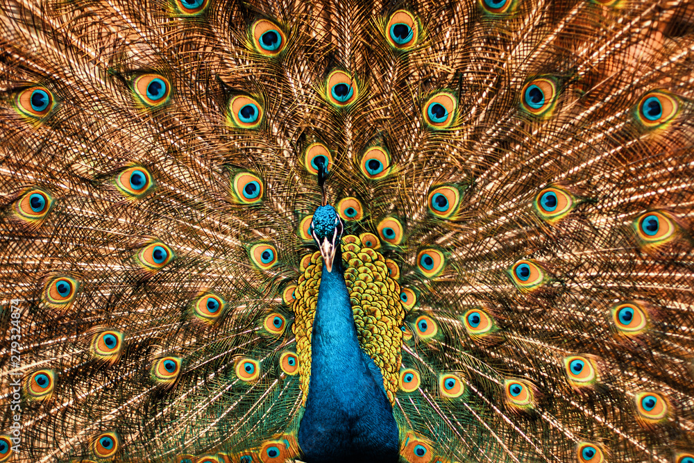 Obraz premium beautiful peacock