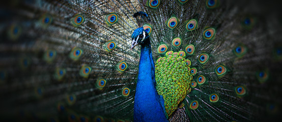 Fototapete Pfau Eleganter Pfau mit schillerndem Federkleid  © misu
