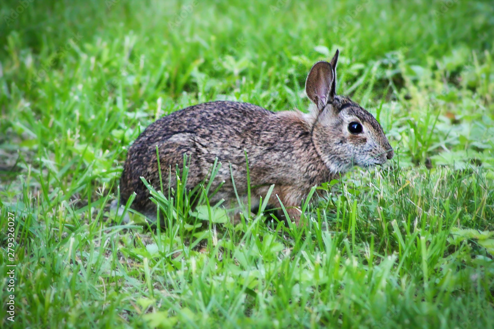 Fototapeta premium furry rabbit eating green grass in the summer