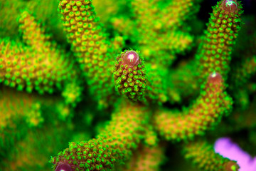 Acropora sp. short stony coral in reef aquarium tank