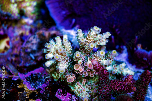 Acropora sp. short stony coral in reef aquarium tank