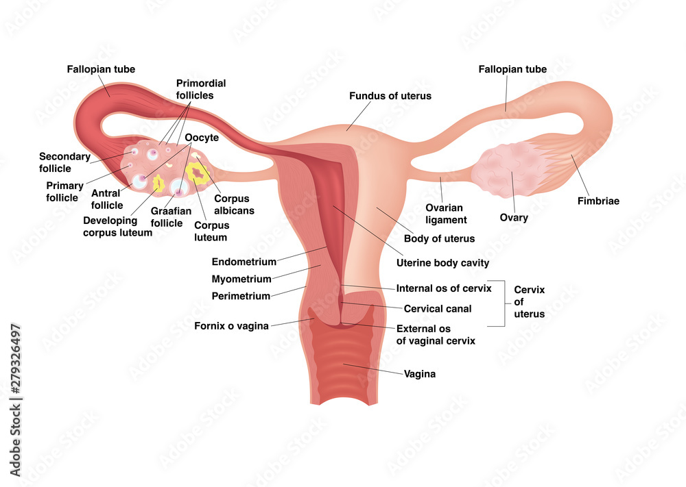 Vecteur Stock Schematic drawing showing the internal organs of the female  reproductive system. Vector realistic medical illustration with  inscriptions. Frontal view in a cut. | Adobe Stock
