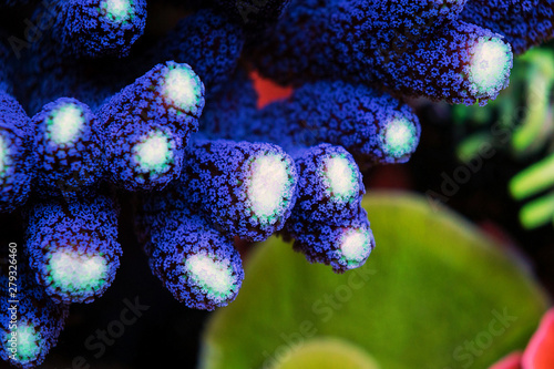 Close up shot on Purple Milky Stilophora SPS coral in coral reef aquarium tank photo