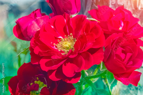 Herbaceous peony, red. background toning