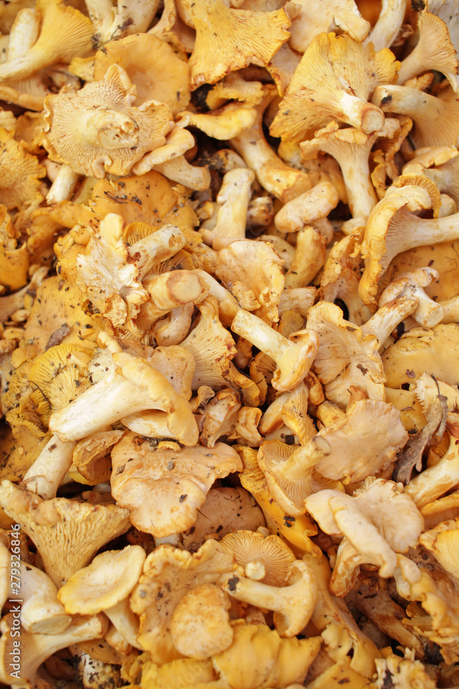 Yellow chanterelle (cantharellus cibarius). Chanterelle mushrooms is a species of golden chanterelle mushroom in the genus Cantharellus. Fresh organic mushrooms. Fungi background texture. Yellow chanterelle (cantharellus cibarius). Chanterelle mushrooms is a species of golden chanterelle mushroom in the genus Cantharellus. Fresh organic mushrooms. Fungi background texture.